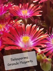 Mittagsblume Grande Magenta, große violette Blüten mit dunklem Mittelstrich - Bild 1 von 7