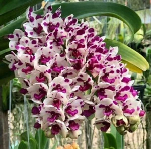 BIN- Rhynchostylis gigantea (Cartoon x Pink spots) Fragrant! Foxtail Orchid - Picture 1 of 2