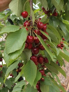 Cherry, 1 X Simone, SWEET LARGE, Self-fertile, scion cutting for grafting, 17cm - Picture 1 of 3