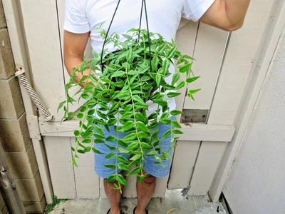 Hoya Bella -V - Image 1 of 4