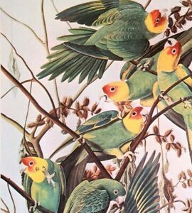 John James Audubon Birds CAROLINA PARAKEET Vintage Art Book Plate 223