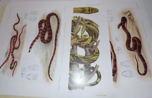 12 Color Mintern Plates from Biologia Centrali-Americana Reptiles & Amphibians - Picture 1 of 4