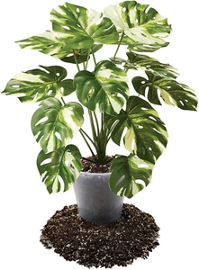 Premium Aroid Potting Mix - Soil Free Blend for Aroids - Growing Medium for H... - Picture 1 of 12