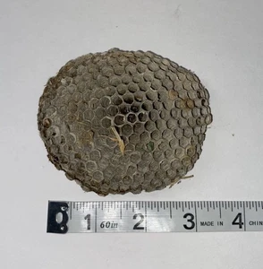 Real Wasp Nest 3” Natural Wasp Nest Entomology Utah Nature - Picture 1 of 3