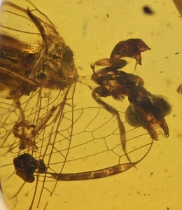 Rare Zygoptera (Damselfly), Fossil insect inclusion in Burmese Amber - Picture 1 of 3