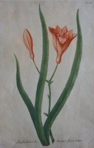 ASPHODELUS LILIACEUS FLORE LUTEO  Hand Coloured Print  Weinmann 1737-45 Original - Bild 1 von 3