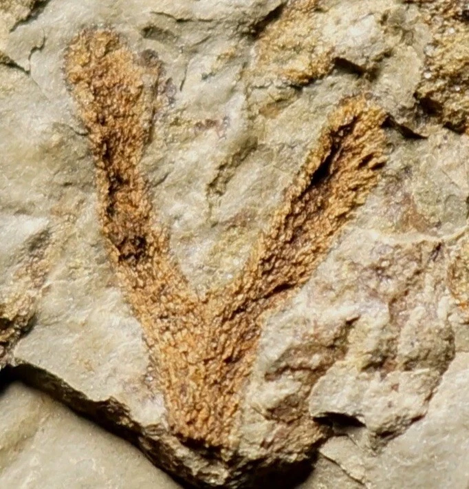 Extremely rare ! very unique Silurian plant fossil  oldest clubmoss lycopsid ! - Image 1 of 4