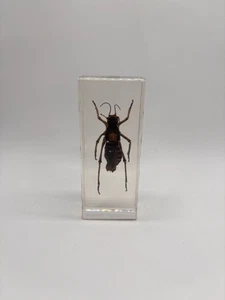 Jerusalem Grille - Acrylbox, Echtes Insekt - Bild 1 von 3