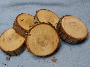 Sale! (5) Redwood Live Edge 3"  Slice Cookies 1" Thick Bases Mounting Tillandsia - Picture 1 of 8