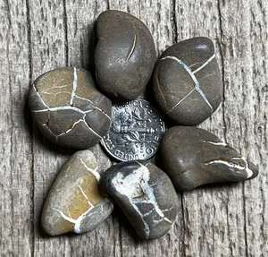 Lote Piedras Relámpago Cristal Suave Michigan Piedras Curativas Septarianas Lote LS14 - Imagen 1 de 2