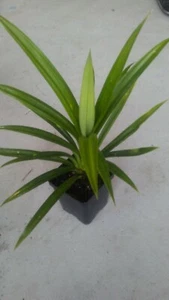 1 pot Pandan fragrant Leaves, Pandanus amaryllifolius rooted live Plant,lá Dứa - Picture 1 of 11