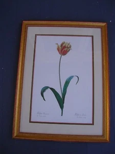 Hermosa litografía Pierre-Joseph Redoute, francés, 1759-1840, TULIPE DES GARDINS - Imagen 1 de 12
