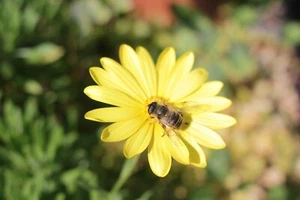 Sigma MF 28mm f2.8 Mini Wide with Macro Olympus OM Fit *TESTED & FULLY WORKING* - Picture 1 of 12