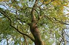 Twisted Willow Salix Tortuosa in a 2.5L pot 60-90cm tall
