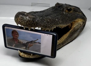 Florida cell phone holder Alligator Head 13 inch Taxidermy Green Glass Eyes - Picture 1 of 19
