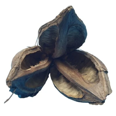 Sororoca-Knospe / Garnelen Höhle Versteck Aquarium Fische Dekoration / 8-12cm