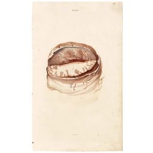 SCARCE 1822 LIZARS ANATOMY incisione folio colorata a mano PL IV, IL CERVELLO UMANO - Foto 1 di 6