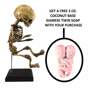 In Utero gealtert schlafender Fötus Skelett Baby Faux Taxidermie medizinisches Modell Gaff - Bild 1 von 9
