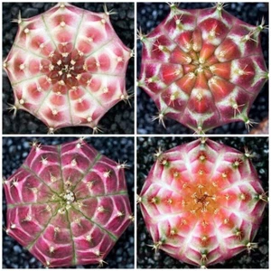 Thai variegated Gymnocalycium 'Neon' 100 seeds RARE CACTUS not Astrophytum - Picture 1 of 7