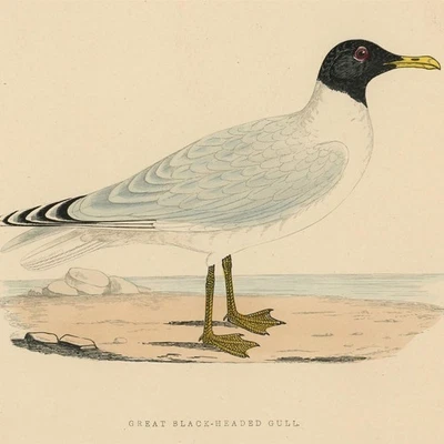 Great Black Headed Gull Fischmöwe Enzyklopädische Bildtafel koloriert Stahlstich - Bild 1 von 3