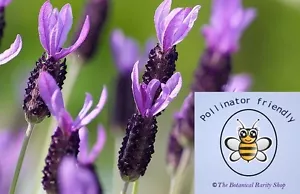 Lavandula stoechas (French Lavender) 25 Seeds | Outdoor Garden Summer Flowers UK - Picture 1 of 2