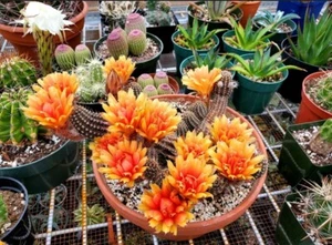 Echinopsis chamaecereus hybrid | peanuts cactus (15 seeds) - Picture 1 of 4