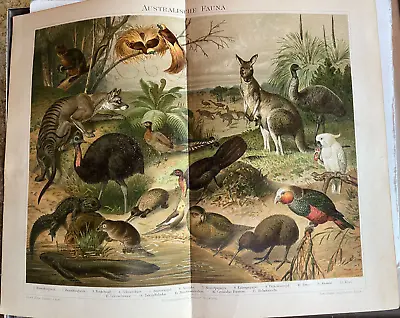 Australische Fauna  Chromolithographie Von 1897 • 7.33€