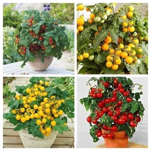 Colorido paquete de tomate enano - balcón de tomate - 4 variedades - 20+ semillas - V 129 - Imagen 1 de 5