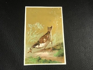 CHROMO CARD OISEAU BIRD NATURE  EPOQUE 1880 90  - Picture 1 of 2