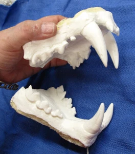 Mascelle leopardate denti fusi tassidermia replica plastica - Foto 1 di 6
