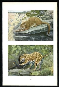 Mountain Lion and Jaguar 1916 Louis Agassiz Fuertes print North American wildlif - Picture 1 of 3