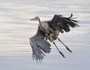 Great Blue Heron Showing Off Refrigerator Magnet - Picture 1 of 1