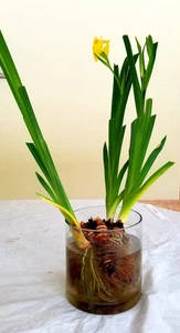 Yellow Flag Water Iris Pseudacorus - 1.3 lb Clump of Rhizomes -3 Hardy Shoots - Picture 1 of 3