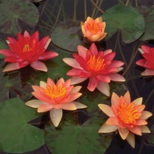 Indiana Small variety Water Lily Orange Nymphaea Pond Plant Lilly bare root - Picture 1 of 3