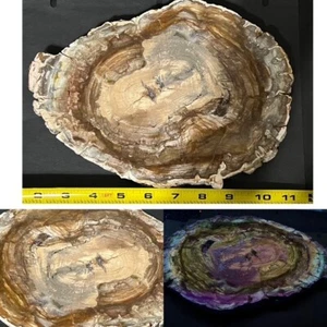 MAGNIFICENTLY FLUORESCENT ( 10 ")  ARAUCARIA PETRIFIED WOOD, MADAGASCAR. - Picture 1 of 24