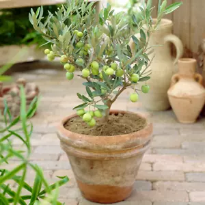 Olea Europaea Olive Tree - Premium Healthy Indoor Evergreen Fruit Plant 14cm Pot - Picture 1 of 3