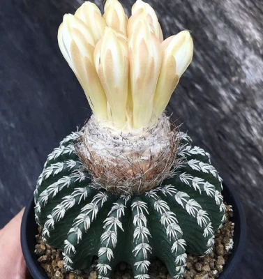 2PCS Cactus  Plants Discocactus horstii Beautiful  garden Cactus 3CM - Image 1 of 4