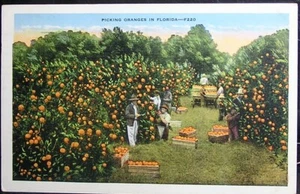 Florida - Picking Oranges in Florida - Posted 1935 - Picture 1 of 2
