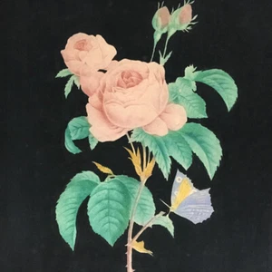 Rose & papillon sur fond noir — aquarelle sur papier fort — 25 x 36 cm. — XIXème - Picture 1 of 4