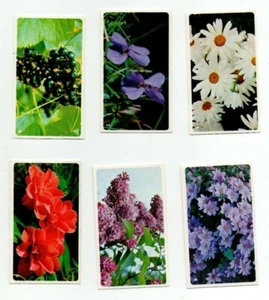 GRANDEE (PLAYERS) WORLD of GARDENING Competition cards 1976 CHOOSE YOUR CARD - Picture 1 of 15