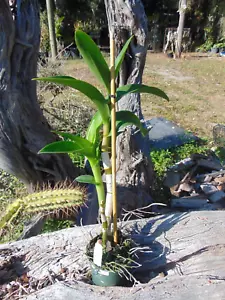 Dendrobium Hawaian Punch Bloom size 4" pot NICE PLANT - Picture 1 of 1