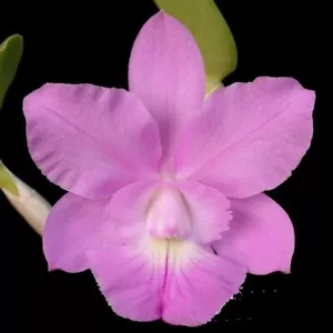 C (Snowblind x walkeriana) x Brass digbyana 'Laura' AM/AOS 3BB8 - Picture 1 of 2