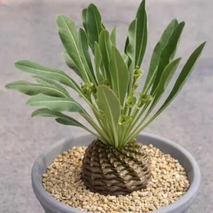 3-4CM Succulent Cactus Plant Euphorbia Bupleurifolia Ball Cactaceae Garden Plant - Picture 1 of 14
