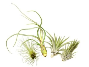 Tillandsien 4er-Mix, Tillandsia, Bromeliengewächs - Bild 1 von 4