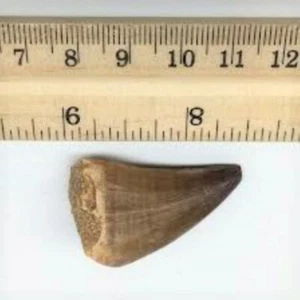 MOSASAURUS DENTE DINOSAURO MARINO MOSASAUR VERA GIGANTE FOSSILE ESTINTA RELIQUIA BELLA - Foto 1 di 7