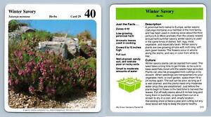 Winter Savory #29 Herbs - My Green Gardens 1987 Cardmark Card