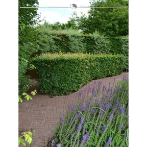 Rotbuche Fagus sylvatica 60-80 cm. 100 Buchen. Die Heckenpflanze kaufen Sie hier - Bild 1 von 2