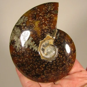 3.9" Whole AMMONITE Polished Fossil Sutured Patterns - Madagascar - Picture 1 of 11