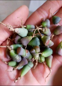 100pc Living stone Lithops succulent plant Size (0.2-0.3)inch bare Root-shipping - Picture 1 of 7