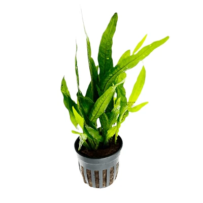 Java Fern Philippine | Aquarium Plants Factory® - Image 1 of 3